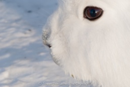 Arctic Hares in Greenland Photo by Josie B