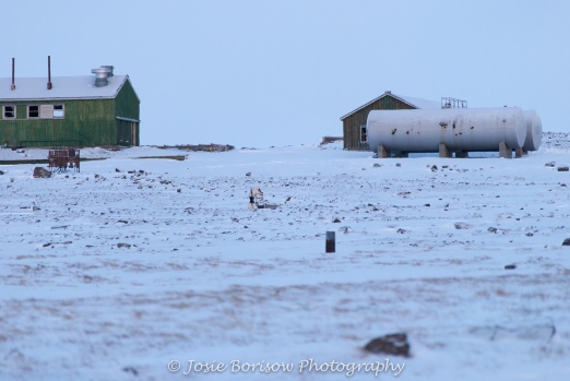 Inuit Hunter Pushing Sled Photo by Josie B